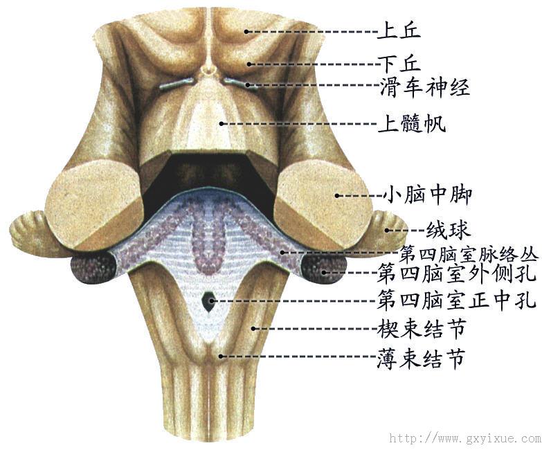 脑干- 解剖生理学网络多媒体课程