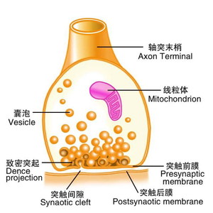 本图册为神经系统功能图片