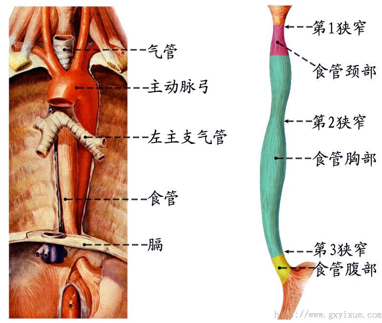 (一)食管的位置  上端平环状软骨弓水平连于咽,向下沿脊柱的前方,气管