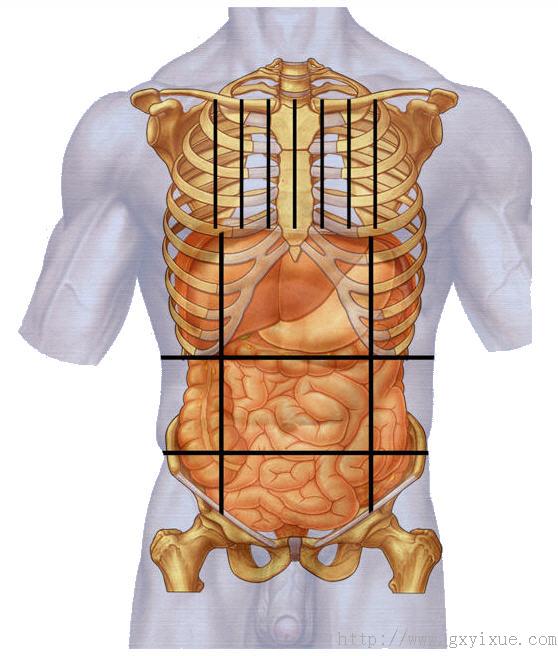 胃的位置.jpg