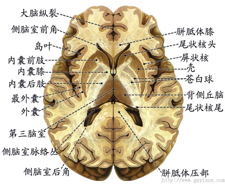 端脑的内部结构
