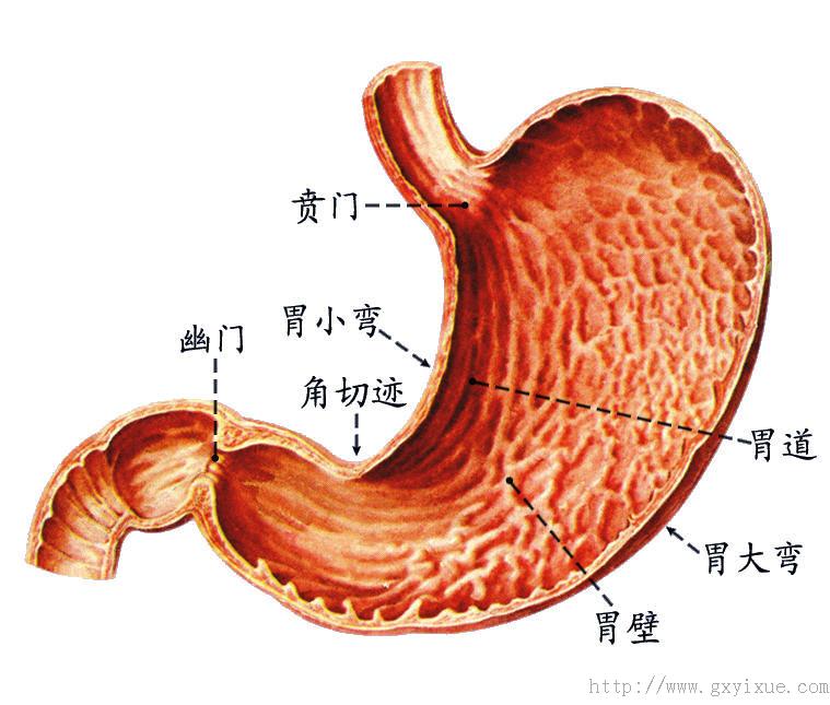 在幽门处,胃的环行肌特别增厚,形成幽门括约肌,粘膜在此处形成环形