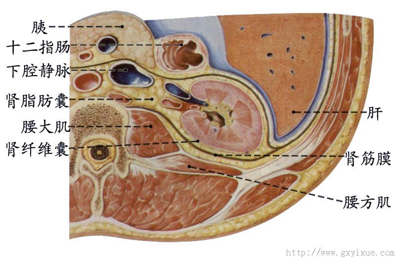 肾的被膜 - 解剖生理学网络多媒体课程