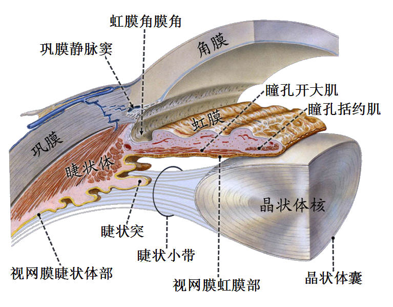 视器- 解剖生理学网络多媒体课程