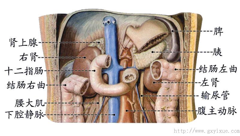 肾的位置 - 解剖生理学网络多媒体课程