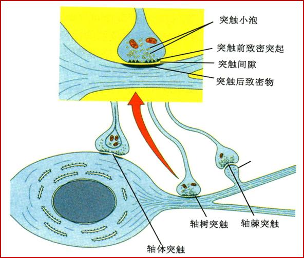 ( 1 )按突起数目分: 假单极神经元,双极神经元,多级神经元 ( 2 )按