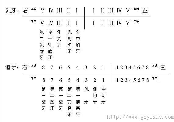 口腔 解剖生理学网络多媒体课程