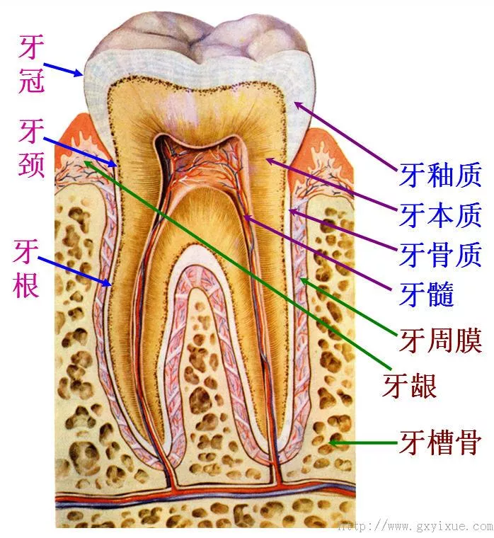 口腔- 解剖生理学网络课程