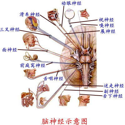 掌握脑神经的名称,性质,连脑部位,进出颅的部位.2.