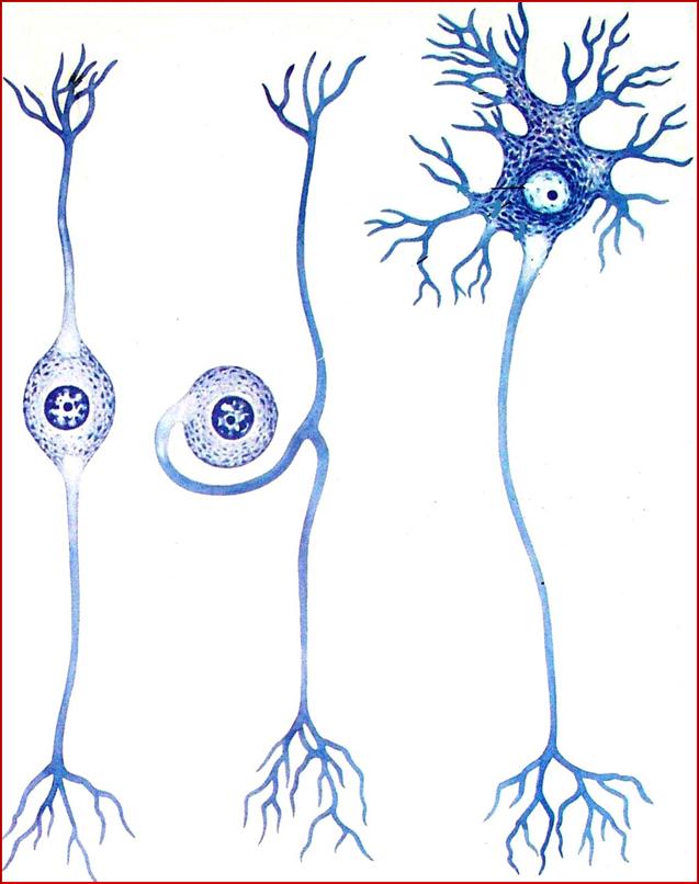 2,分类 ( 1 )按突起数目分: 假单极神经元,双极神经元,多级神经元