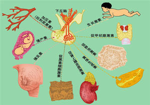 本图册为内分泌图片
