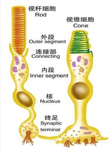 本图册为感觉器官功能图片