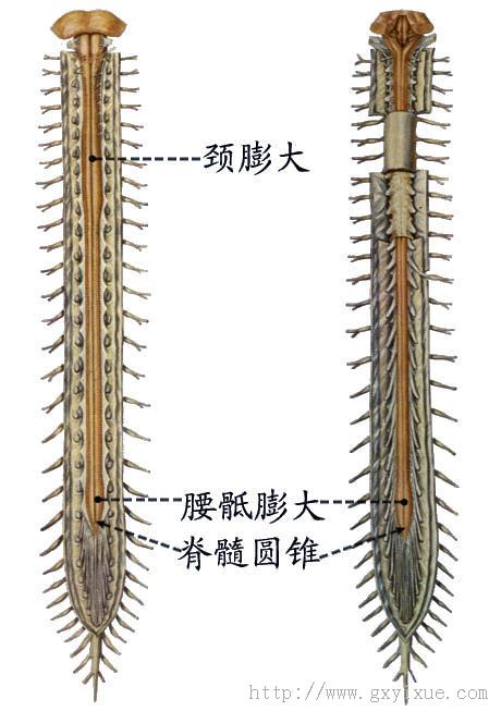 马尾:自脊髓圆锥以下,腰骶部神经根连同终丝称马尾.