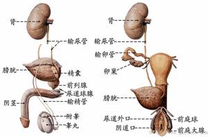 本图册为泌尿系统图片