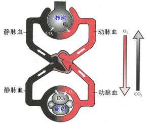 本图册为呼吸图片