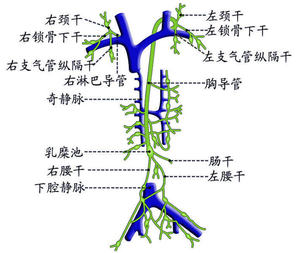 本图册为淋巴系统图片