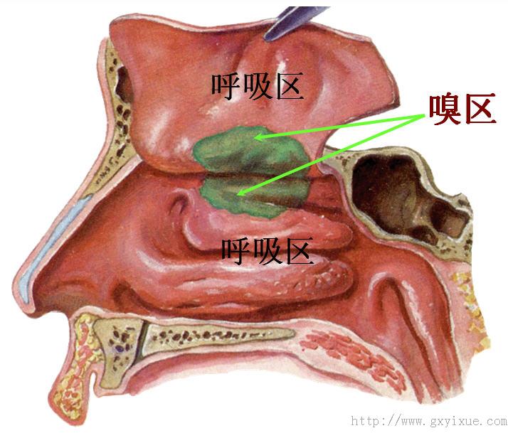 共有四对:上颌窦:最大,位于上颌骨体内,上颌窦开口于中鼻道,开口位置