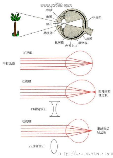 而瞳孔对光反射是光线强弱变化引起的反射性瞳孔变化.