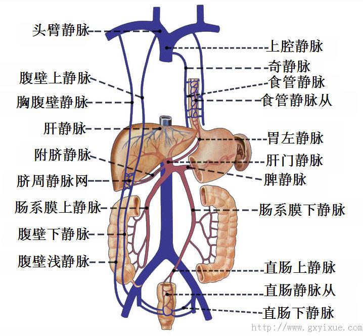 (1 心静脉系(2 上腔静脉系(3 下腔静脉系(包括 肝门静脉系)