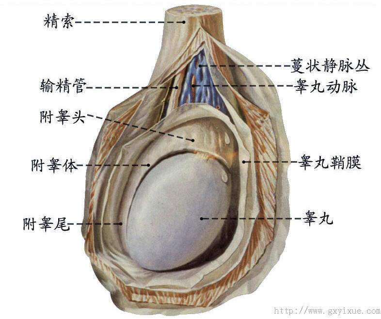 输精管全长分四部 睾丸部:在睾丸后缘附睾内侧上行,至睾丸上端 精索