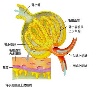 本图册为尿的生成与排出图片