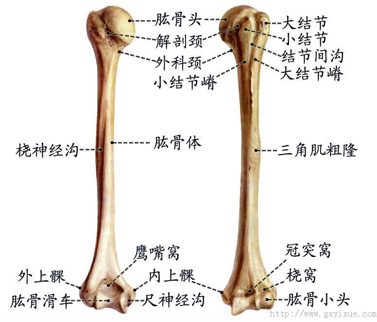 桡骨 位于前臂外侧部,分为一体两端.