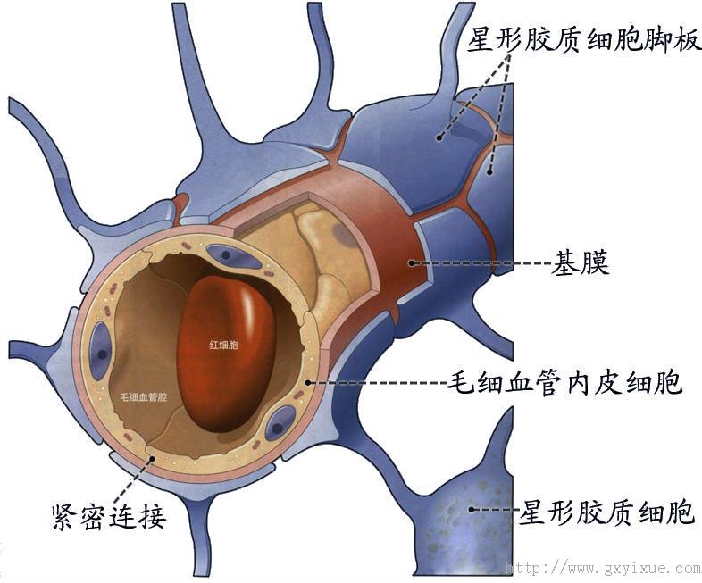 室→中脑水管→第四脑室→第四脑室正中孔及两个外侧孔→蛛网膜下隙