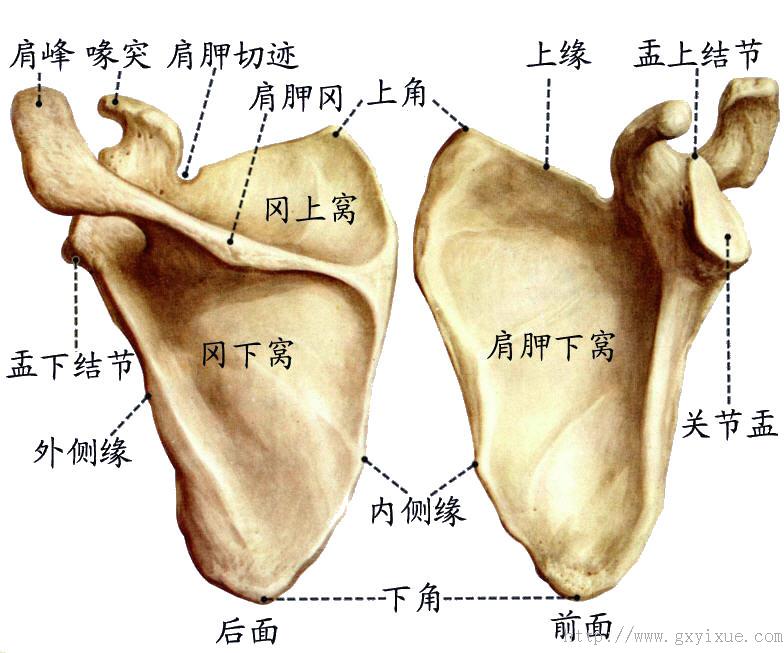 肩胛骨:是三角形的扁骨,位于背部外上方,介于第2～7肋骨之间,有3
