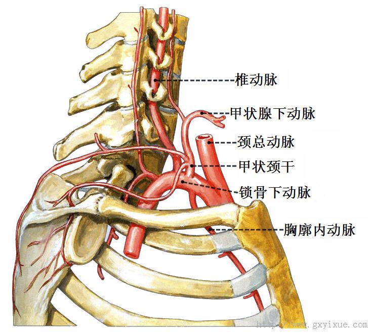 动脉:向下入胸腔,沿第1~6肋软骨后面下降,分支分布于胸前壁心包,膈和