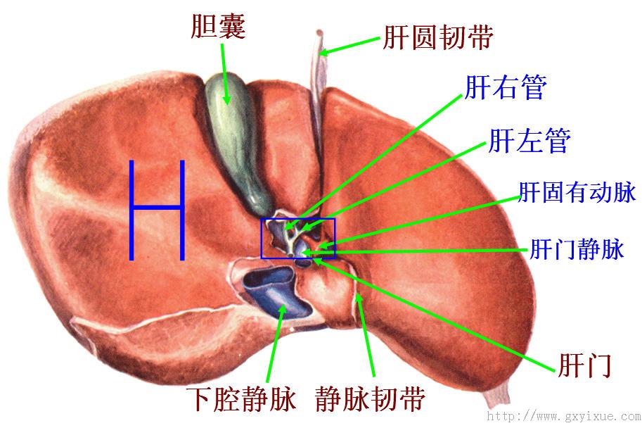 后方和右侧圆钝,前方和左侧锐利前方有胆囊切迹和肝圆韧带切迹