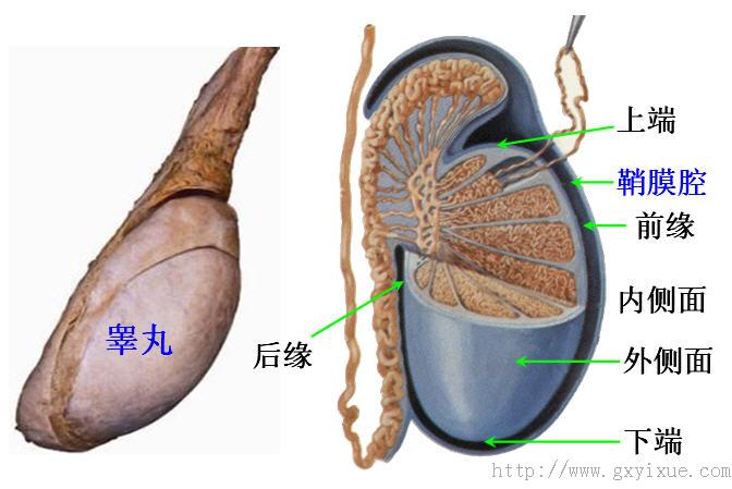 睾丸形态.jpg