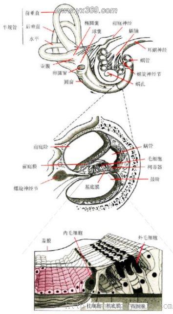 在耳蜗管的横断面上可见到两个分界膜,一为斜行的前庭膜,一为横行的