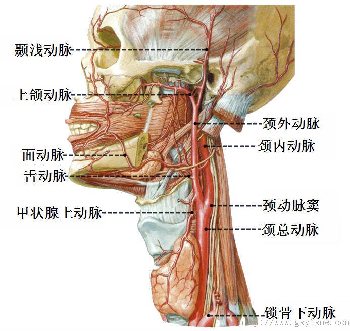 头颈部动脉2.jpg