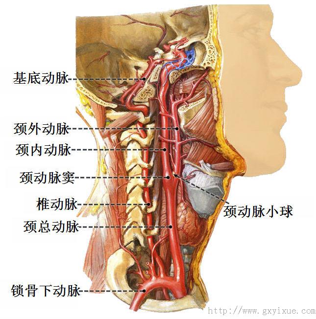 头颈部动脉1.jpg