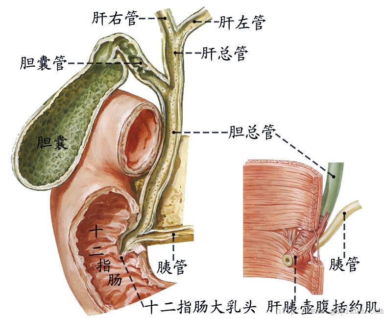 输胆管道:包括:肝左,右管,肝总管,胆囊管,胆总管