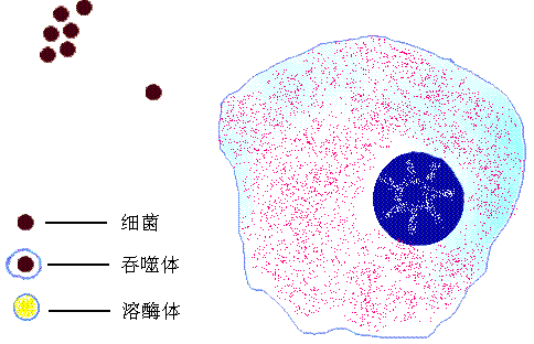 细胞膜物质转运功能