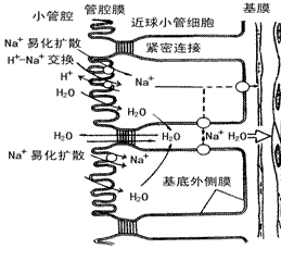 尿的生成过程 解剖生理学网络多媒体课程