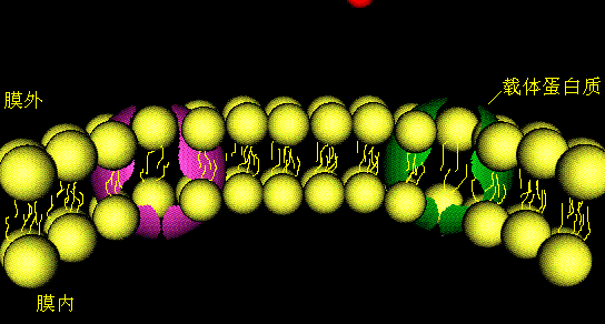 参与易化扩散的蛋白:载体蛋白,通道蛋白.