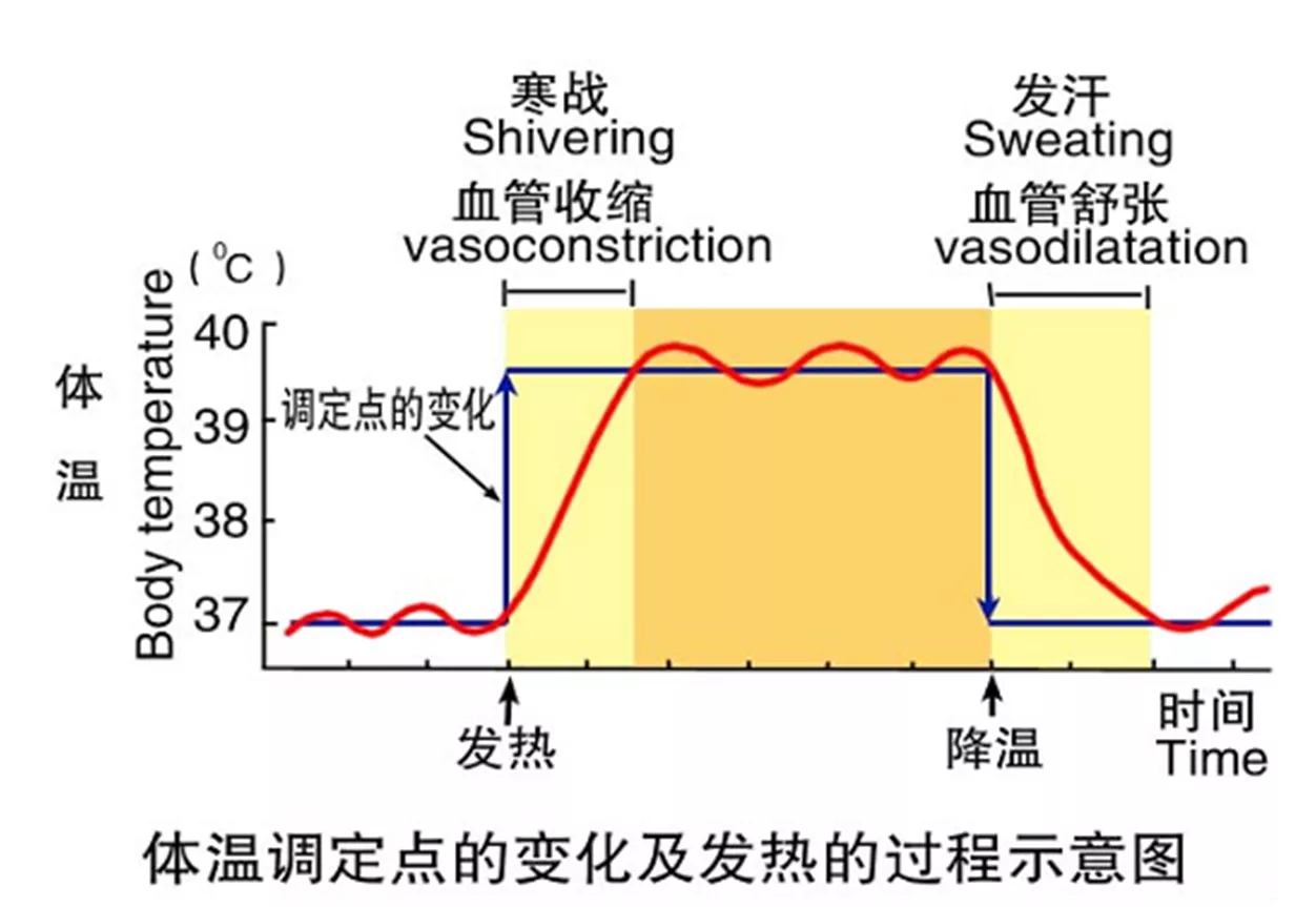 体温 生理