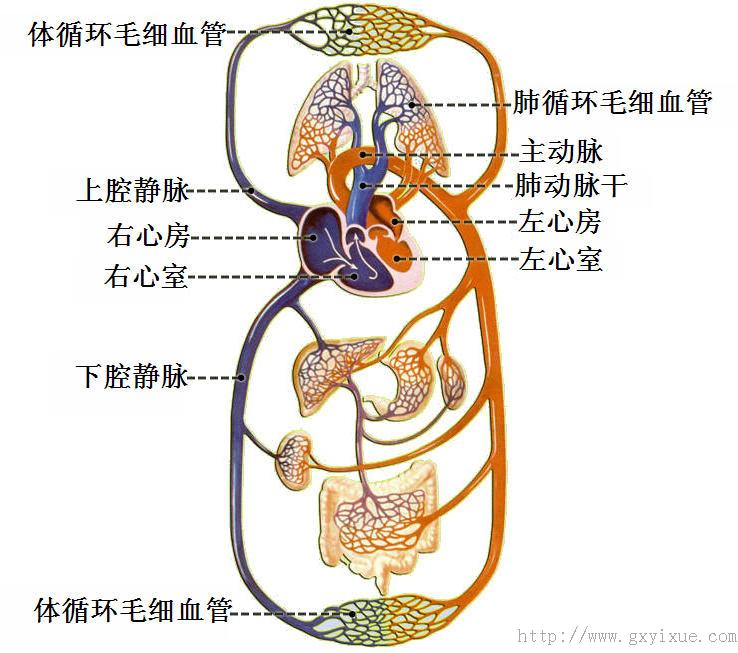 肺循环血管