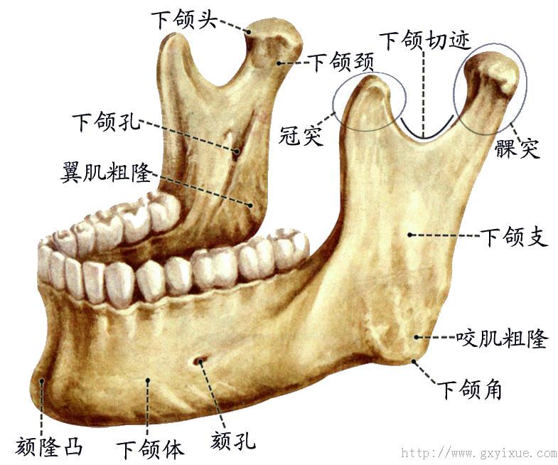 解剖生理学网络多媒体课程