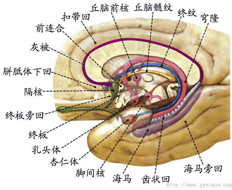 大脑边缘系统结构图片