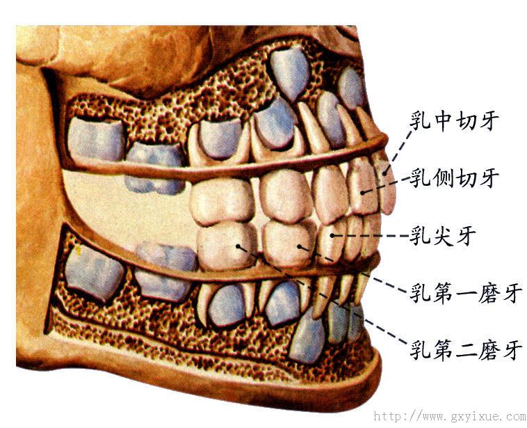 牙冠呈锥形,一个牙根切   牙:牙冠扁平,一个牙根恒牙:乳牙:分乳中切牙