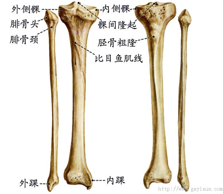 腓骨和胫骨的解剖图图片