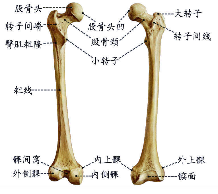 股骨骨骼结构图图片