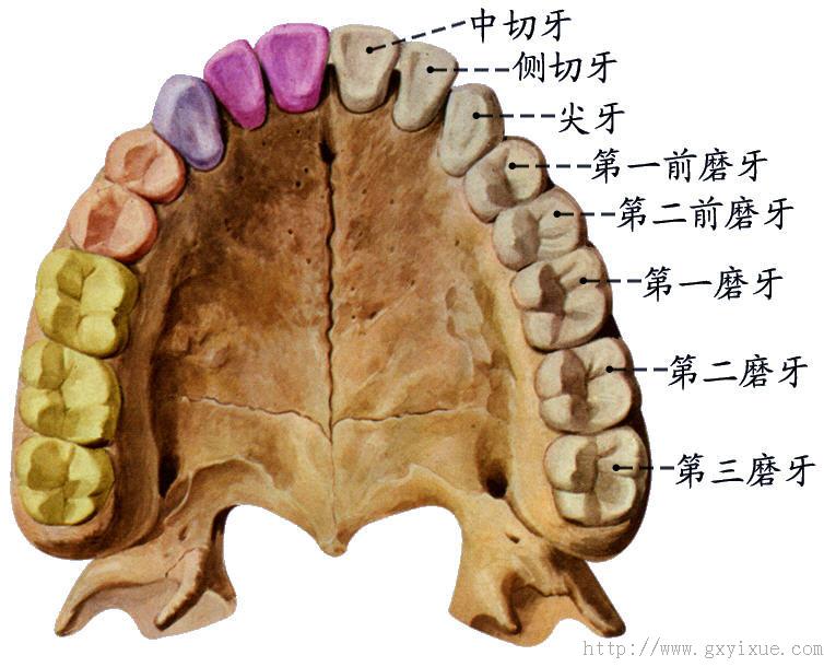 上颌中切牙的解剖特点图片