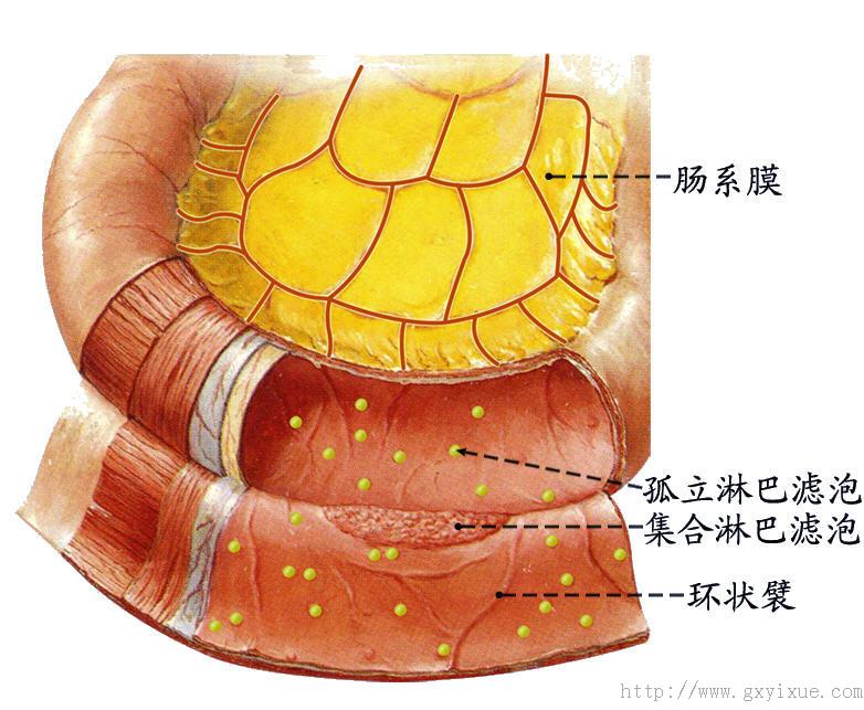 小肠壁结构模式图图片
