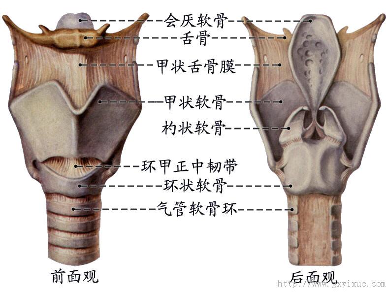 喉部结构图解剖图高清图片