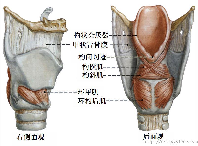 环杓关节解剖图片