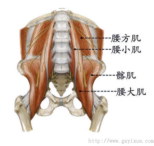 腰大肌腰方肌解剖图图片